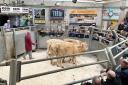 Action from the sale ring at CCM's April livestock collective sale. Credit CCM Auctions