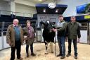 Purchasers Mr and MrsTincknell with the top priced bull, Whinnow Gateway from Tom and Ian Blamire
