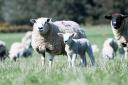 Aged ewes with lambs peaked at £131 per life from Neil Comish, Thornby Road, Wigton