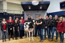 Team Wolfa produced the top priced heifer at 5500gns in Wolfa Crusha Rose purchased by Steven Innes