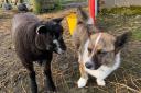 Meet Orkney's corgi buddy and Sonja's happy Texel lamb