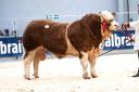 Sale topper for the Barlows selling Denizes New Orleans for 22,000gns  Ref:RH060524021  Rob Haining / The Scottish Farmer...