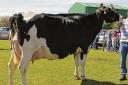 Leading the Holsteins section was Holywood Godwyn Frankie from Baltersan Mains. Ref: JP190414001