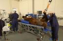 Horse in theatre being prepared for surgery
