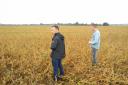 Agronomists in a soya bean crop