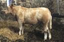 This Charolais cross bullock from the annual consignment from Ardtalla topped the sale at £1020