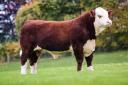 Coley 1 Pilot from Heather Whittaker sold for 13,000gns, setting a new record price for a Poll Hereford bull in UK history