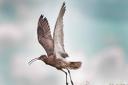 A curlew in flight.