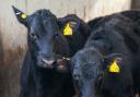 The future rules of the beef calf scheme are still unclear