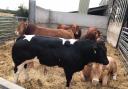 Heavy out of spec' cattle are making more in the live rings south of the Border