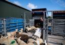 Sheepmeat exports are up 13% in the first six months of 2023