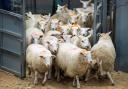 Old season lambs continue to hit new highs