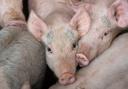 Opportunities for UK pork in California  Ref:RH070720138  Rob Haining / The Scottish Farmer