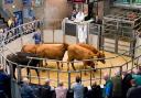 Store cattle values are on the up