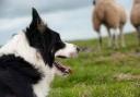 Sheepdogs trials