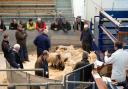 Prime sheep prices soar over 500p per kg