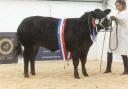 NBA Beef Expo 2022 Overall Champion with Beth Wilkinson