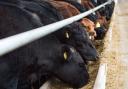 Beef finishers are up against it when barley prices have risen above £300 per tonne