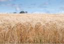 Field of Barley Ref:RH120822073  Rob Haining / The Scottish Farmer
