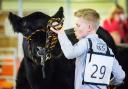 the scheme is open to all breeders, and not just those with Aberdeen-Angus cattle