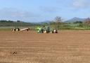 Potato planting is behind schedule in the early areas of the UK