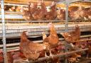 Free range chickens Ref:RH260422040  Rob Haining / The Scottish Farmer