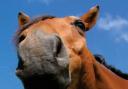 Keeping horses supplied with salt in hot weather means they might need supplmeneted in their feed, as well as salt licks