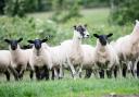 Lamb prices have held up over the past week