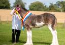 Collessie Aurora from Ronnie Black and family was supreme champion