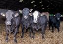 Sainsbury’s and ABP have announced a tie up with Cogent Breeding for their Gamechanger programme