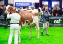 At AgriScot, Judge Mark Nutsford meticulously conducts a final inspection. Ref RH221123001 Rob Haining The Scottish Farmer