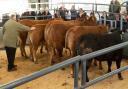Finished beef prices are holding firm deadweight and through the live ring as seen at Cally's Christmas show and sale at Stirling, judged by Geoff Nutter, of Bowland Foods, who bought his choice of champion at 510p