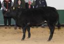 Champion from Green Marsh sold for the top price of £3050