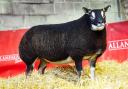 Tamtain Diamante topped the sale at £4000 for John Macgregor