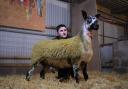 Top priced entry at 4000gns, a Bluefaced Leicester gimmer from the Wight family, Midlock