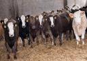 More livestock pricing from Scottish marts will be available