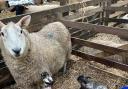 Ewes can rear triplets with additional nutrition