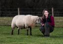 Rhona Campbell-Crawford works for SAC Consulting based at the Stirling office Ref:RH270224110  Rob Haining / The Scottish Farmer...