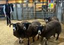 Judge Archie McKinnon found his champion winners in ewes from Glenrinnes