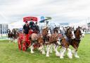 Heavy Horse Turnout Four's Peggyslea's Clydesdales with Ailsa Noble at the reins