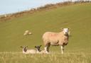 Ewes need time to bond with their lambs