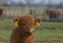 Calf scheme rules are changing