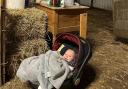 Little Phoebe embraces farm life at four months