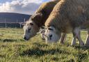 Texel ewes and lambs enjoy sunny days in Orkney