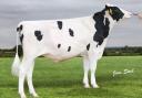The new No.1 genomic young sire, DG Peace