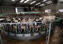 Dairy cows in a parlour