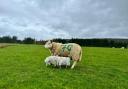 Scottish sheep farmers are struggling throughout the country with the bad weather