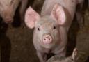 Brazil hits record pork production in another successful year. Ref:RH070720140  Rob Haining / The Scottish Farmer
