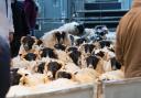 Blackie hoggs being sold at Huntly Mart