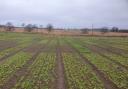 Fifteen cover crops sow in fully replicated plot trial
